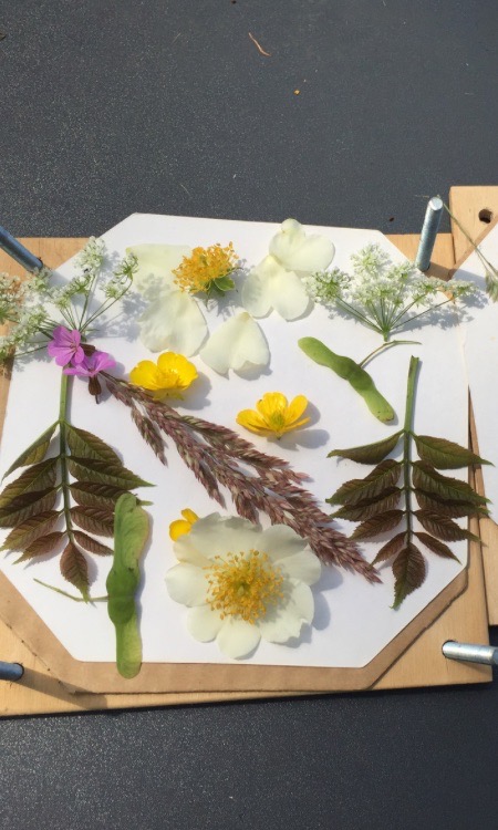 pressed flowers and leaves