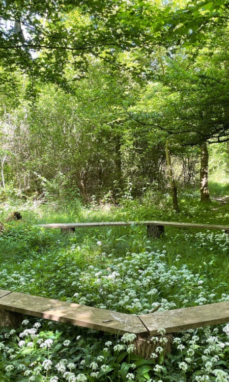 circle seating in woodland