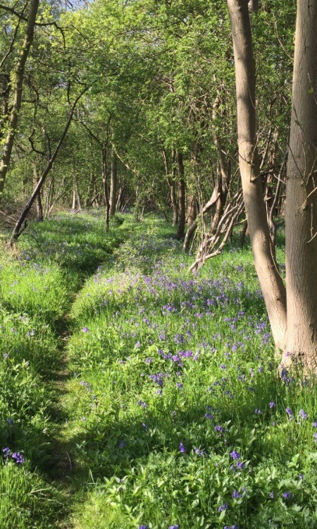 woodland path through trees